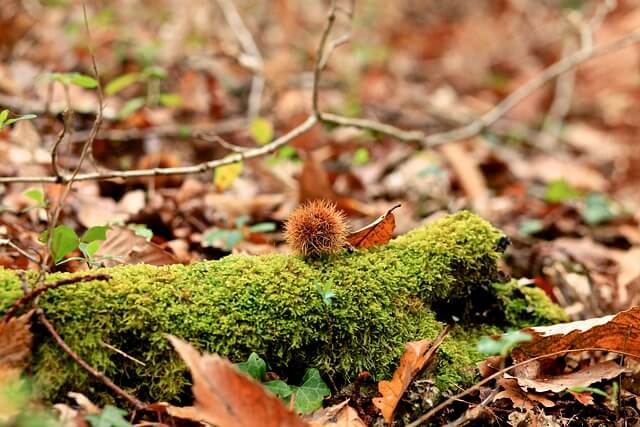 Bogue de châtaigne sur mousse en forêt.